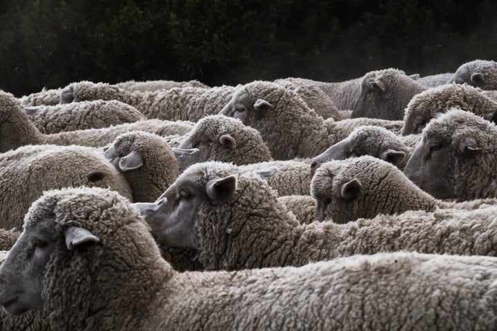 5 Tips to Care for Your Wool Products You Should Know