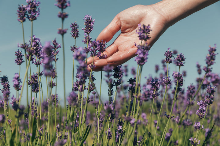 Woman's Hand in a Field of Lavenders 