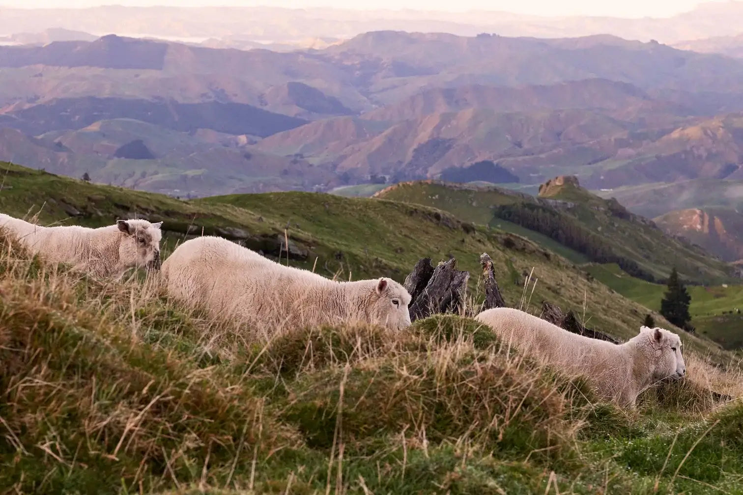 A flock of sheep roaming lush grass hills in New Zealand