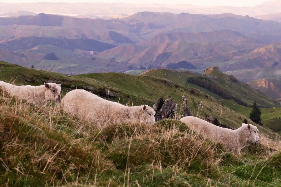 A Flock of Sheep Roaming The Lush Green Hills of New Zealand